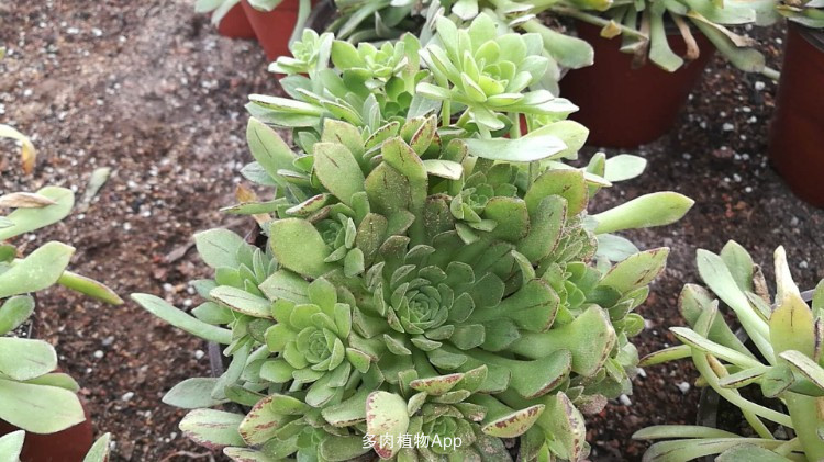 JDB电子游戏官网