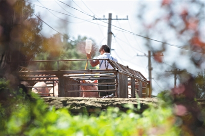 专家:玉米供应充足炒作有风险 市场主体追涨面临较大风险|JDB电子游戏官网(图2) JDB电子