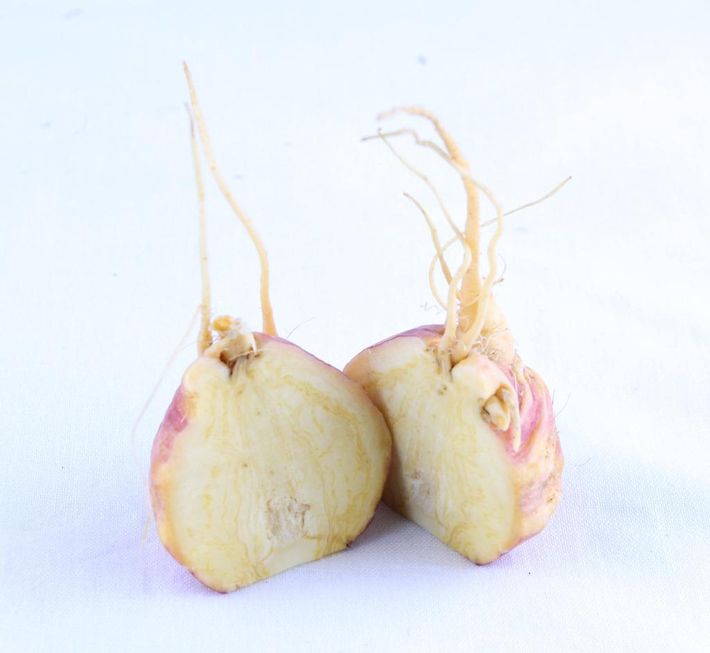 JDB电子试玩网页版