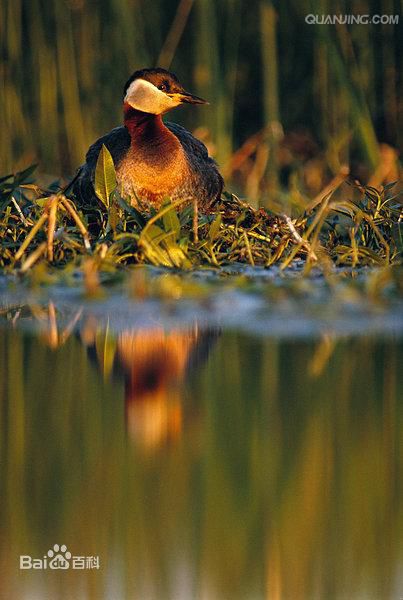 JDB电子试玩网页版